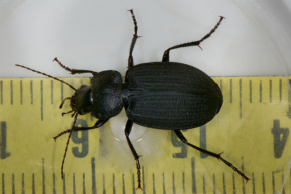 Licinus  silphoides